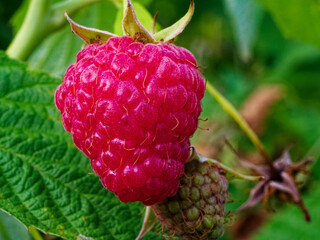 This image captures the essence of natural growth, featuring a ripe raspberry beside an unripe one amidst verdant foliage.