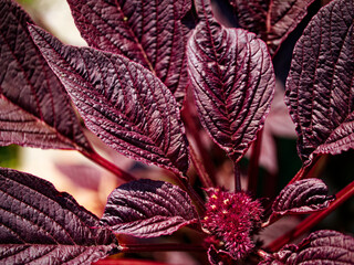 Vibrant red leaves in focus, with a soft backdrop, perfect for seasonal or botanical themes.