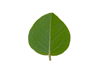 Leaf underside  details of the caper (Capparis sp) 