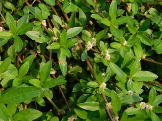 Fototapeta premium close up of weeds. alternanthera philoxeroides is Alligator weeds grow as wild shrubs on the ground. This image is suitable for background or wallpaper. macro photography. wild grass flowers