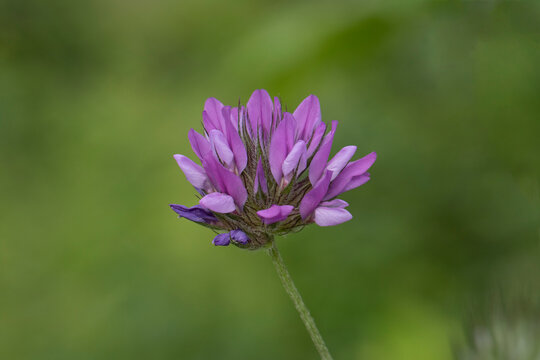 Arabian pea or pitch trefoil (Bituminaria bituminosa)  is a perennial Mediterranean herb species.
