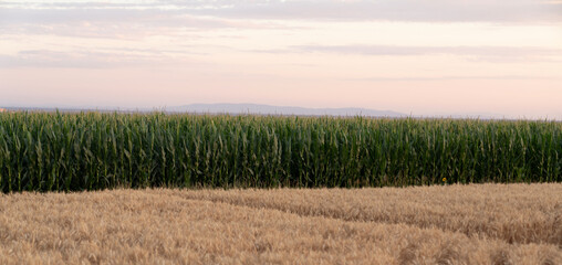 Wheat and corn field in sunset