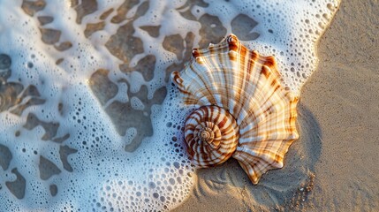 A conch shell sits on sand as a wave laps at it.

