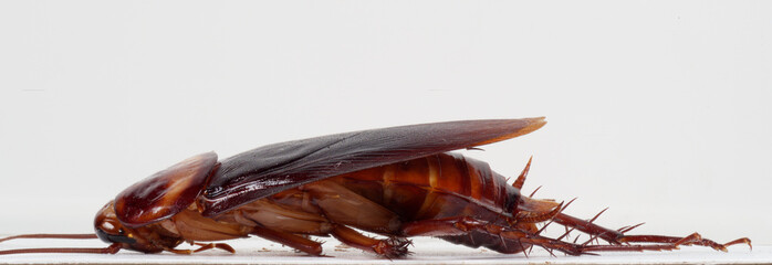Macro of a lateral of an American cockroach (Periplaneta americana) with detail of ้head, thorax,...
