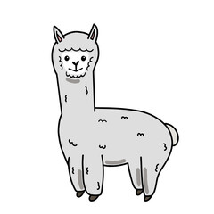 cute alpaca  