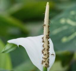 Many fruit flies were attracted from white peace lily flower for come and rest.