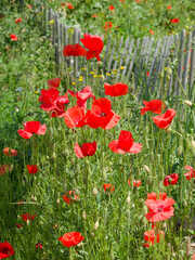 Obraz premium (Papaver rhoeas) Bouquet de coquelicots ou pavots des champs à fleurs rouge vif sur long pédoncules velus, boutons penchés sur tiges dressées et non ramifiées le long d'un talus