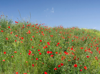 (Papaver rhoeas) Abondantes fleurs de Coquelicots rouges ou pavot des champs avec leurs boutons floraux penchés avant floraison le long d'un talus