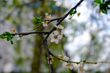 Flowers Blooming on a Spring Branch