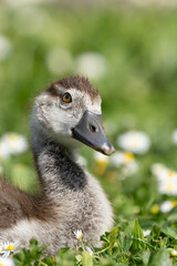 Fototapeta premium Nilgänse