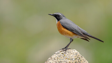 White-throated Robin bird perching on rock 