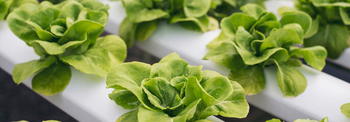 Banner fresh organic hydroponic vegetable plantation produce green salad hydroponic farm. Panorama Green oak lettuce salad in Organic Farm. Salad farm vegetable green oak lettuce with copy space