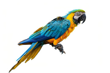 Fototapeta premium A blue and yellow macaw perched gracefully on white background.