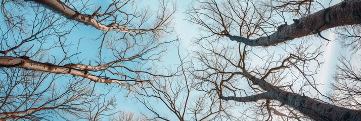 Looking up at the intricate patterns of bare tree branches against a clear sky.