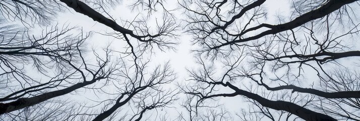 Silhouettes of leafless trees against a bright winter sky, creating a dramatic scene.