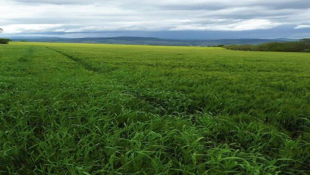 Survol d'un champ de bl&eacute; vert, nature, agriculture et paysage dans la plaine, avec montagne et ciel nuageurs en arri&egrave;re-plan, vid&eacute;o format vertical pour short et real