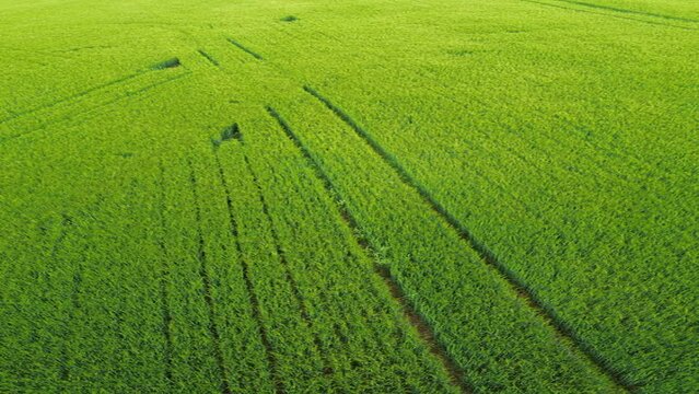 Survol d'un champ de bl&eacute; vert, nature, agriculture et paysage dans la plaine, vid&eacute;o format vertical pour short et real