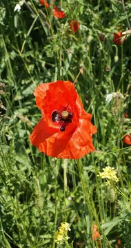  Une fleur solitaire de coquelicot ou pavot sauvage (Papaver rhoeas) &agrave; floraison rouge vif au sommet d'une mince tige velue se balan&ccedil;ant l&eacute;g&egrave;rement
