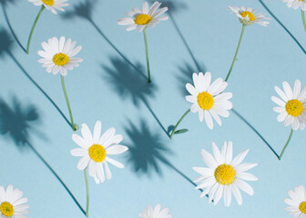 Common daisy, creative floral background inspired by spring nature.