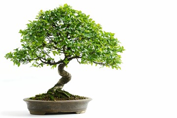 Finely pruned bonsai tree on white background