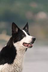 dog playing in the water