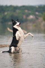 dog playing in the water