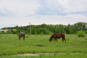 two horses are grazing in a field with a fence in the background