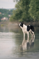 dog playing in the water
