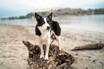 border collie dog