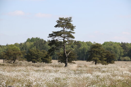 Wiese mit wei&szlig;em Wollgras und Kiefer am Waldrand im Pietzmoor Schneverdingen in der L&uuml;neburger Heide im Fr&uuml;hling