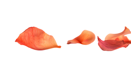 Orange petal isolated on a transparent background, PNG, Ai