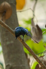 Black Drongo