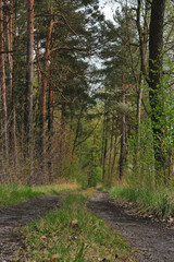 Gruntowa droga w wysokim, sosnowym lesie.