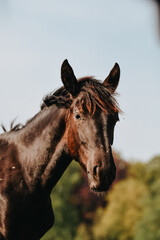 Portrait of a horse in freedom with flies in eyes, eyes open