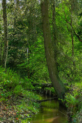 Leśny strumień płynący przez wysoki, mieszany las.