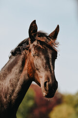 Portrait of a horse in freedom with flies in eyes, eyes closed