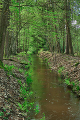 Leśny strumień płynący przez wysoki, mieszany las. © boguslavus