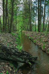 Leśny strumień płynący przez wysoki, mieszany las. © boguslavus