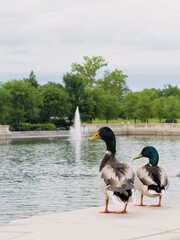 Two ducks standing at the edge of a pond in a city park with a fountain and lush green trees in the distance 