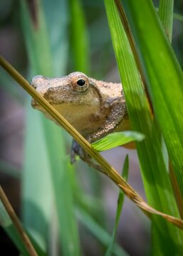 A small spring peeper, a tiny frog no larger than a thumb, clings to a blade of grass with delicate precision.