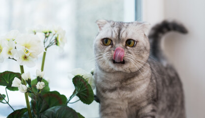 Funny cat licking on windowsill interested in blooming geranium