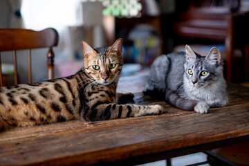 ベンガル猫とサバトラの子猫