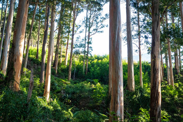 Newlands Forest - Cape Town, South Africa