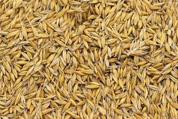 Barley grains just after harvesting 
