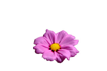 Pink flowers isolated on white background.  Make clipping path.