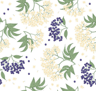Elderflower seamless pattern. Elderberry, sambucus flowers hand drawn. Vector illustration vintage.