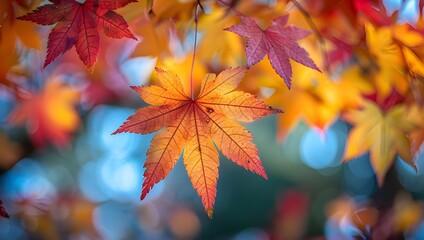 Seasonal Beauty: Capture the beauty of fall with colorful leaves against a bright blue sky.