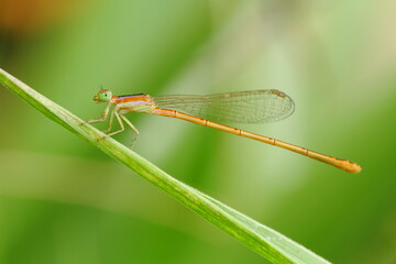 a dragonfly perched on a leaf, macro photography, close up, insect.