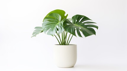 A potted monstera plant with large, glossy green leaves against a white background.