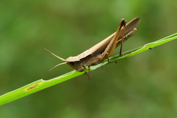 a grasshopper perched on a leaf, macro photography, close up, insect.